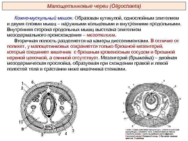 Малощетинковые черви (Oligochaeta) Кожно-мускульный мешок. Образован кутикулой, однослойным эпителием и двумя слоями мышц –