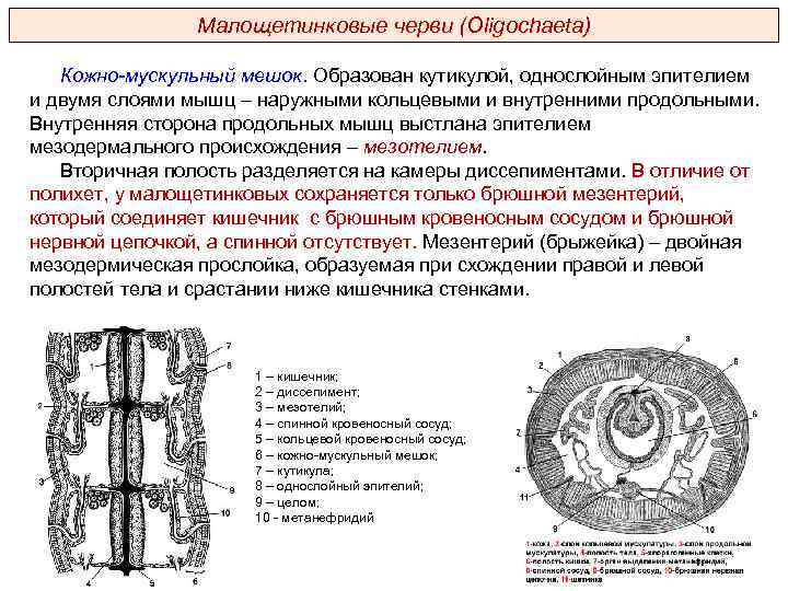 Малощетинковые черви (Oligochaeta) Кожно-мускульный мешок. Образован кутикулой, однослойным эпителием и двумя слоями мышц –