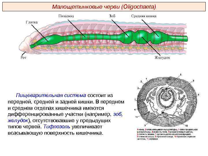 Малощетинковые черви (Oligochaeta) Пищеварительная система состоит из передней, средней и задней кишки. В переднем