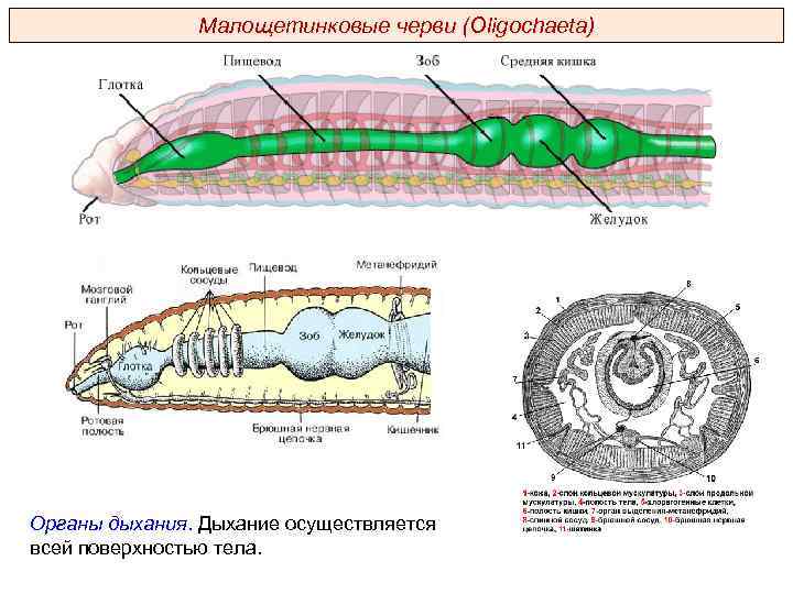 Малощетинковые черви (Oligochaeta) Органы дыхания. Дыхание осуществляется всей поверхностью тела. 
