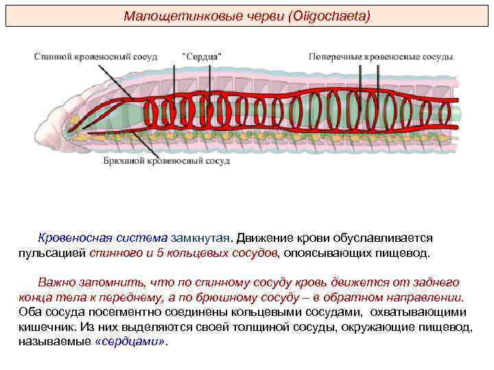 Малощетинковые черви (Oligochaeta) Кровеносная система замкнутая. Движение крови обуславливается пульсацией спинного и 5 кольцевых