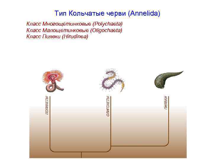 Тип Кольчатые черви (Annelida) Класс Многощетинковые (Polychaeta) Класс Малощетинковые (Oligochaeta) Класс Пиявки (Hirudinea) 