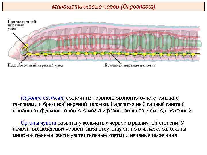 Малощетинковые черви (Oligochaeta) Нервная система состоит из нервного окологлоточного кольца с ганглиями и брюшной