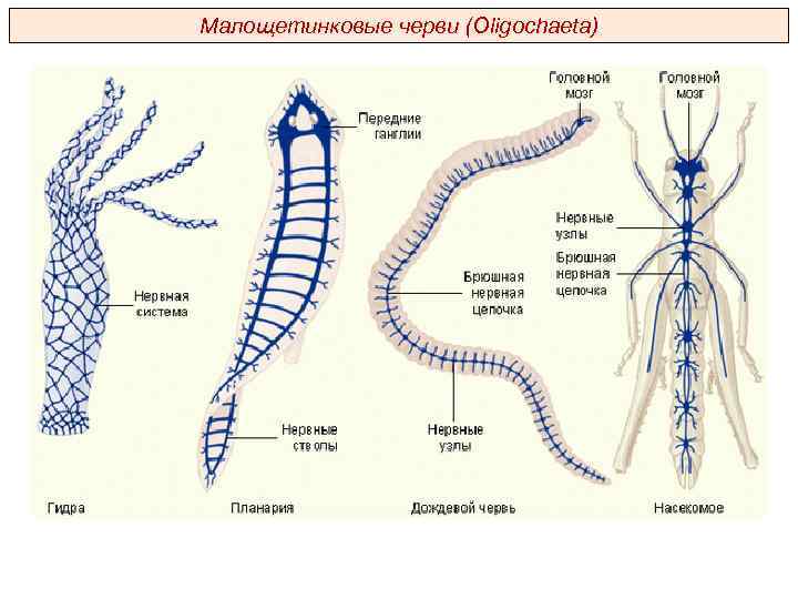 Малощетинковые черви (Oligochaeta) 