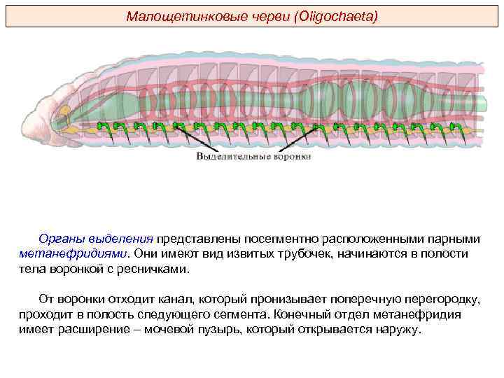 Малощетинковые черви (Oligochaeta) Органы выделения представлены посегментно расположенными парными метанефридиями. Они имеют вид извитых