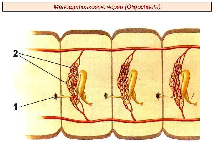 Малощетинковые черви (Oligochaeta) 