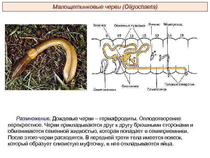 Малощетинковые черви (Oligochaeta) Размножение. Дождевые черви – гермафродиты. Оплодотворение перекрестное. Черви прикладываются друг к
