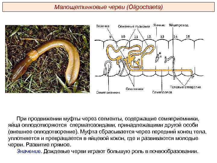 Малощетинковые черви (Oligochaeta) При продвижении муфты через сегменты, содержащие семяприемники, яйца оплодотворяются сперматозоидами, принадлежащими