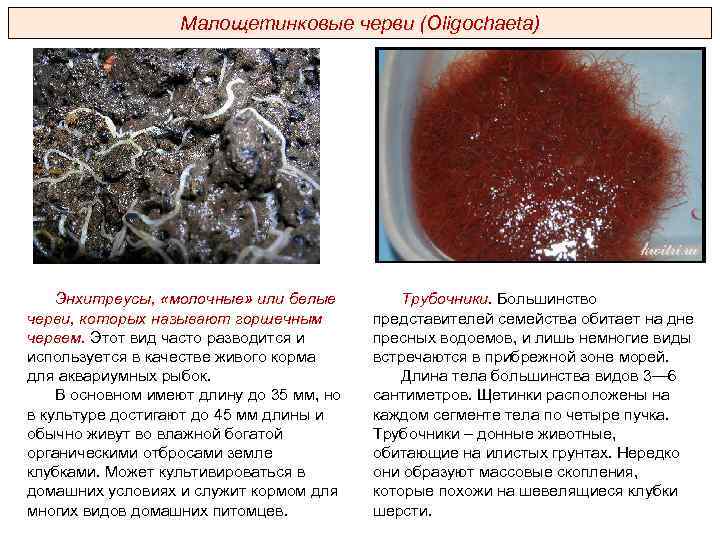 Малощетинковые черви (Oligochaeta) Энхитреусы, «молочные» или белые черви, которых называют горшечным червем. Этот вид