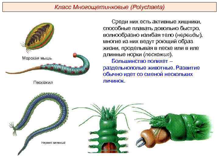 Класс Многощетинковые (Polуchaeta) Морская мышь Пескожил Среди них есть активные хищники, способные плавать довольно
