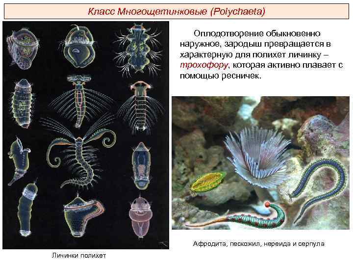 Класс Многощетинковые (Polуchaeta) Оплодотворение обыкновенно наружное, зародыш превращается в характерную для полихет личинку –