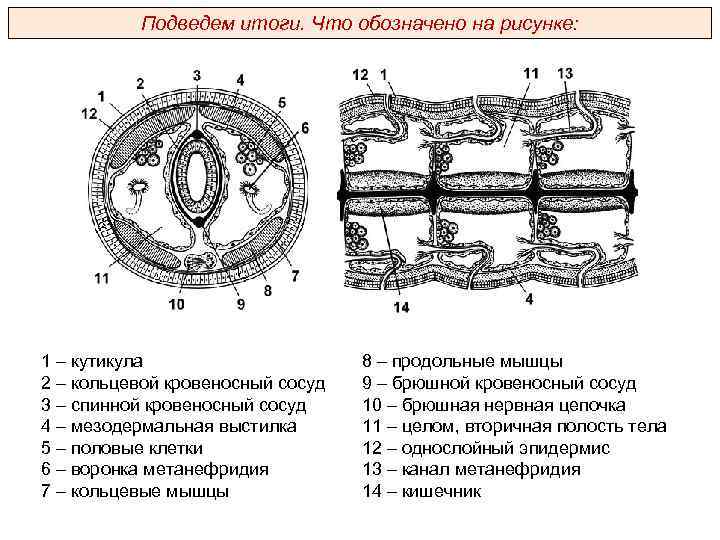 Подведем итоги. Что обозначено на рисунке: 1 – кутикула 2 – кольцевой кровеносный сосуд
