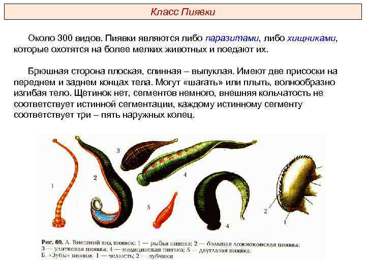 Класс Пиявки Около 300 видов. Пиявки являются либо паразитами, либо хищниками, которые охотятся на