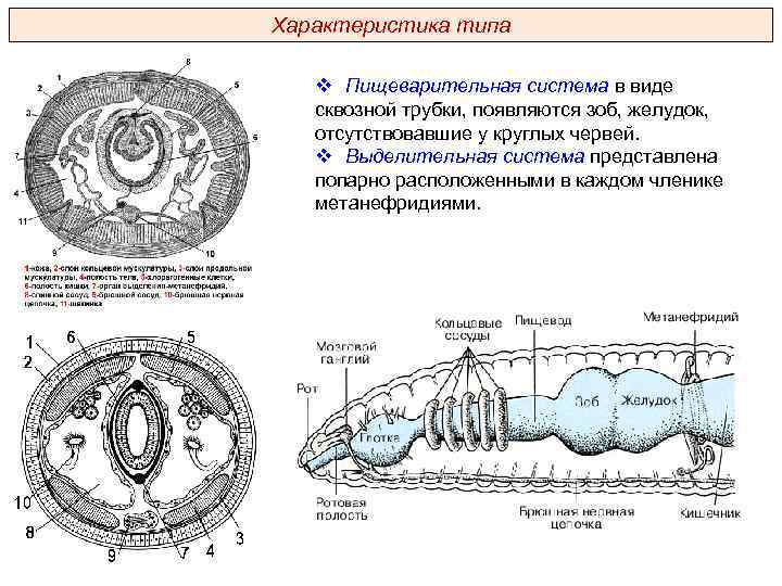 Характеристика типа v Пищеварительная система в виде сквозной трубки, появляются зоб, желудок, отсутствовавшие у