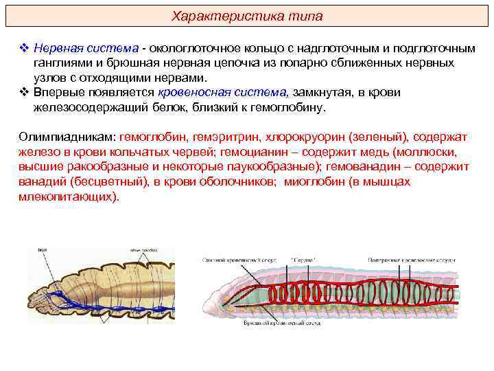 Характеристика типа v Нервная система - окологлоточное кольцо с надглоточным и подглоточным ганглиями и
