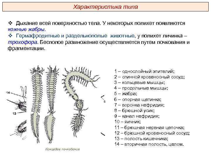 Кольчатые дыхание. Бесполое размножение полихет. Многощетинковые черви дыхание. Многощетинковые черви размножение. Многощетинковые черви жабры.