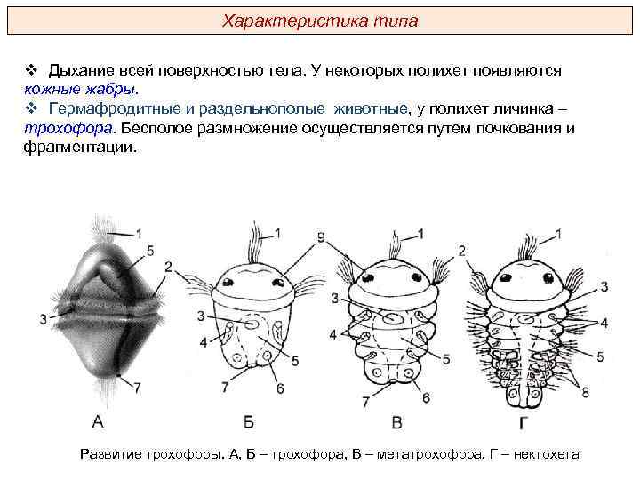 Характеристика типа v Дыхание всей поверхностью тела. У некоторых полихет появляются кожные жабры. v