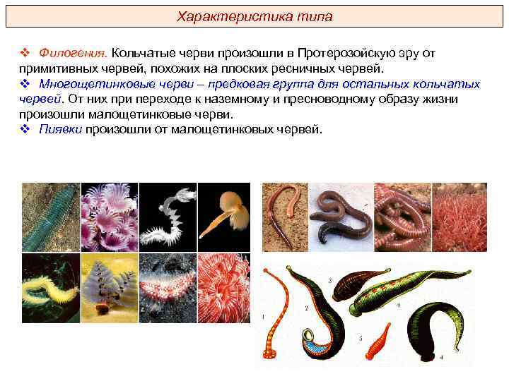 Характеристика типа v Филогения. Кольчатые черви произошли в Протерозойскую эру от примитивных червей, похожих