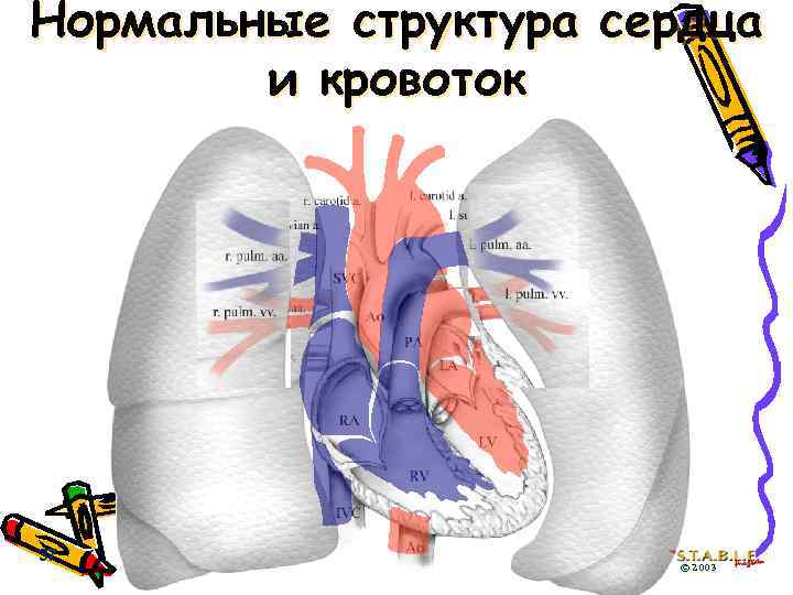 Нормальные структура сердца и кровоток 37 © 2003 