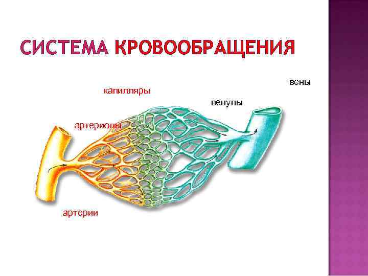 Афо органов кровообращения презентация