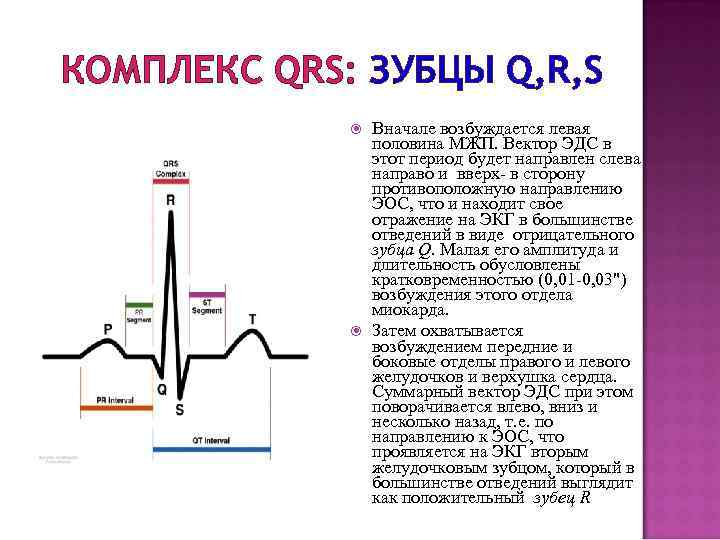 КОМПЛЕКС QRS: ЗУБЦЫ Q, R, S Вначале возбуждается левая половина МЖП. Вектор ЭДС в