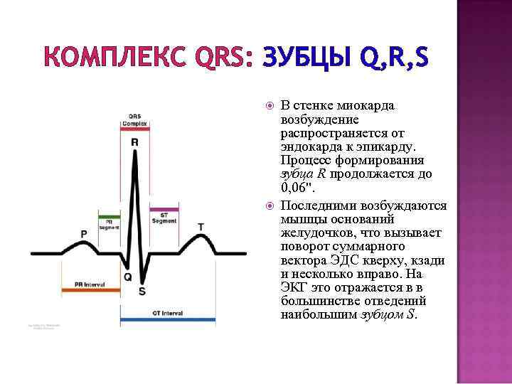 Комплекс qrs. Комплекс QRS отражает процесс. Комплекс QRS на ЭКГ отражает. Комплекс зубцов QRS. Комплекс QRS на электрокардиограмме отражает.