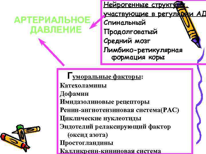 АРТЕРИАЛЬНОЕ ДАВЛЕНИЕ Нейрогенные структуры, участвующие в регуляции АД Спинальный Продолговатый Средний мозг Лимбико-ретикулярная формация