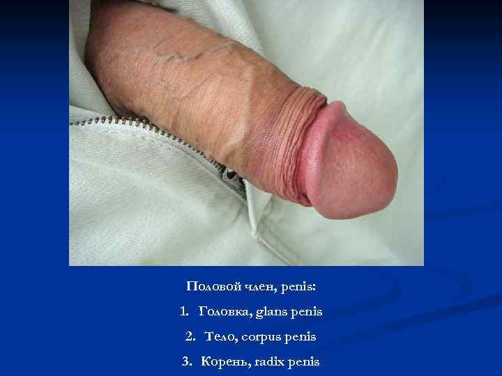 Половой член, penis: 1. Головка, glans penis 2. Тело, corpus penis 3. Корень, radix