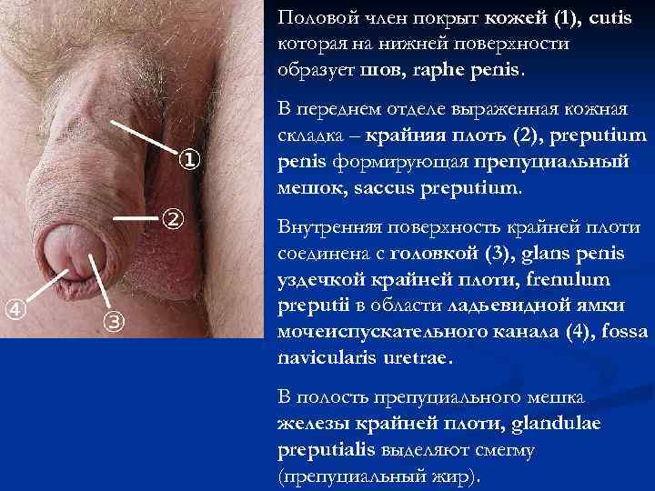 Половой член покрыт кожей (1), cutis которая на нижней поверхности образует шов, raphe penis.