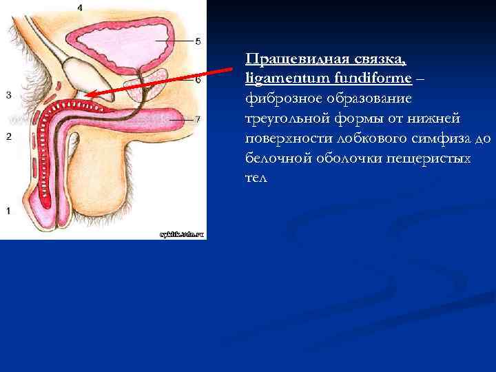 Пращевидная связка, ligamentum fundiforme – фиброзное образование треугольной формы от нижней поверхности лобкового симфиза