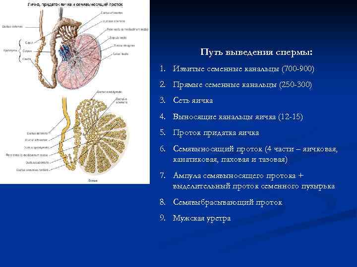 Протоки семенников