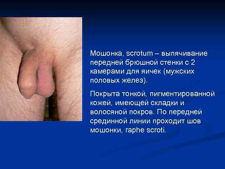 Мошонка, scrotum – выпячивание передней брюшной стенки с 2 камерами для яичек (мужских половых