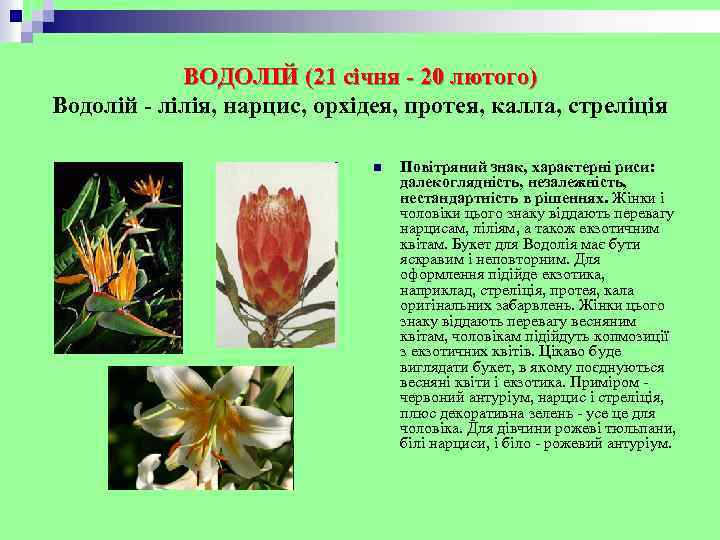 ВОДОЛІЙ (21 січня - 20 лютого) Водолій - лілія, нарцис, орхідея, протея, калла, стреліція