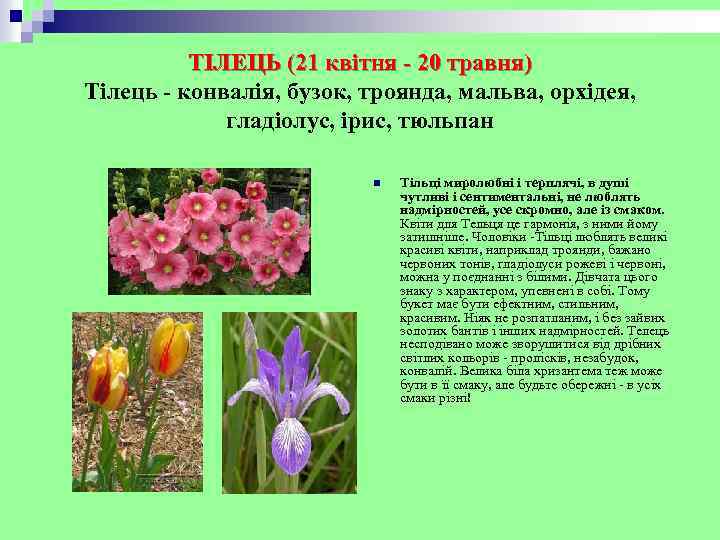 ТІЛЕЦЬ (21 квітня - 20 травня) Тілець - конвалія, бузок, троянда, мальва, орхідея, гладіолус,