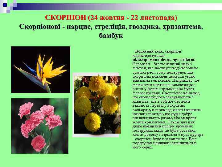 СКОРПІОН (24 жовтня - 22 листопада) Скорпіонові - нарцис, стреліція, гвоздика, хризантема, бамбук Водняний
