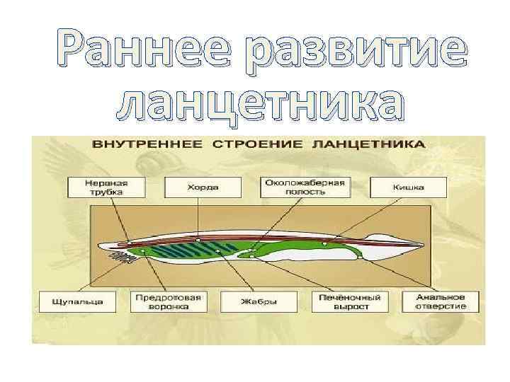 Правильный план строения ланцетника