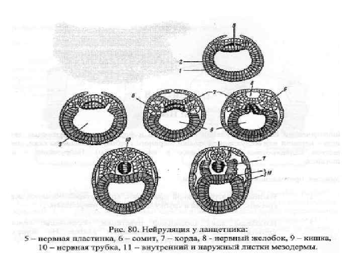 Схема развития ланцетника