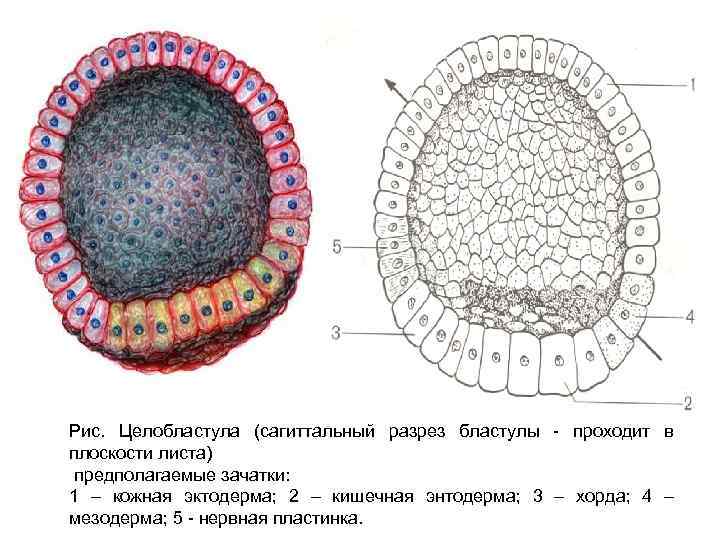 Рассмотрите рисунок на котором изображен процесс образования бластулы многоклеточного зародыша огэ