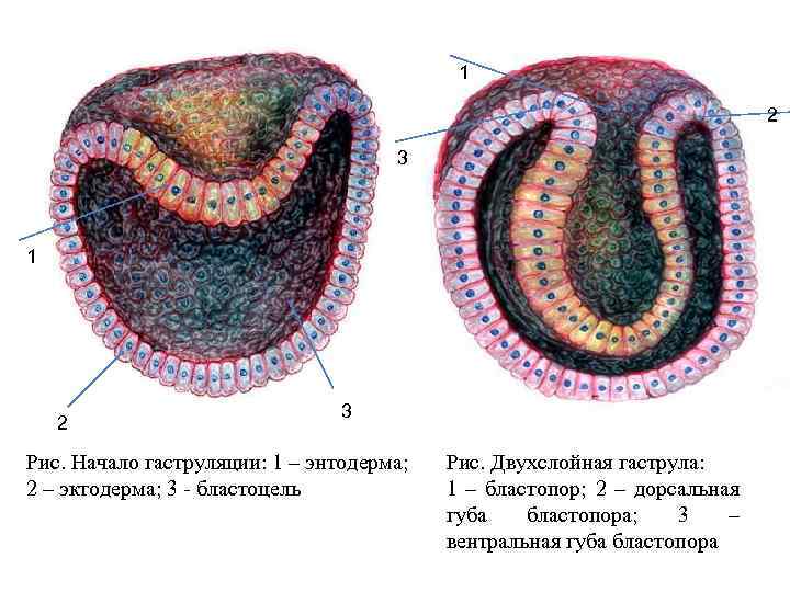 Хрящевая ткань энтодерма