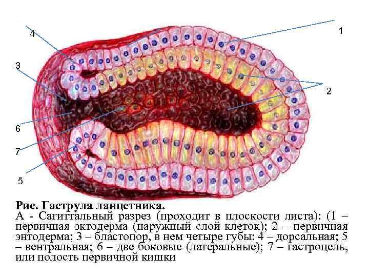 1 4 3 2 6 7 5 Рис. Гаструла ланцетника. А - Сагиттальный разрез