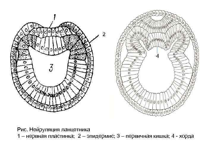 Строение нейрулы рисунок с подписями