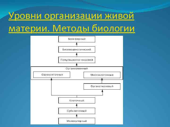 Уровни организации движений схема