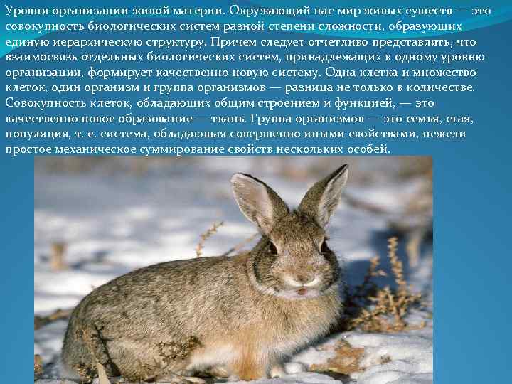 Уровни организации живой материи. Окружающий нас мир живых существ — это совокупность биологических систем