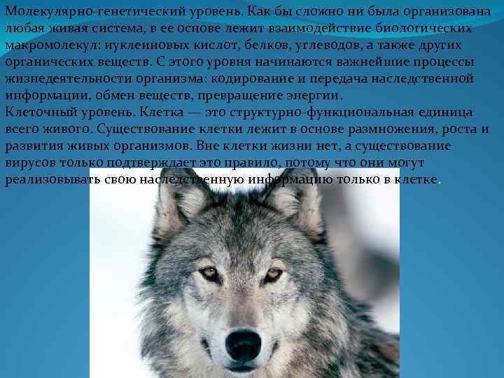 Молекулярно-генетический уровень. Как бы сложно ни была организована любая живая система, в ее основе