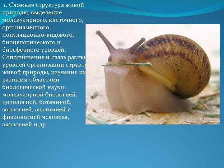  1. Сложная структура живой природы, выделение молекулярного, клеточного, организменного, популяционно-видового, биоценотического и биосферного
