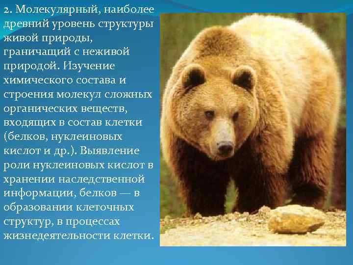 2. Молекулярный, наиболее древний уровень структуры живой природы, граничащий с неживой природой. Изучение химического