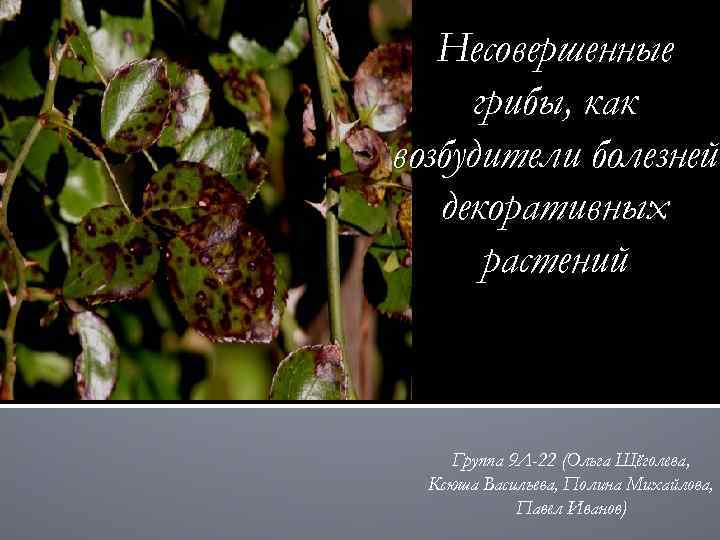 Несовершенные грибы, как возбудители болезней декоративных растений Группа 9 Л-22 (Ольга Щёголева, Ксюша Васильева,