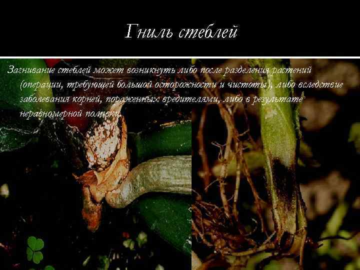 Гниль стеблей Загнивание стеблей может возникнуть либо после разделения растений (операции, требующей большой осторожности