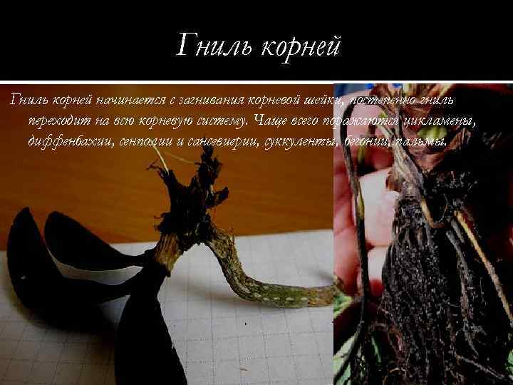 Гниль корней начинается с загнивания корневой шейки, постепенно гниль переходит на всю корневую систему.