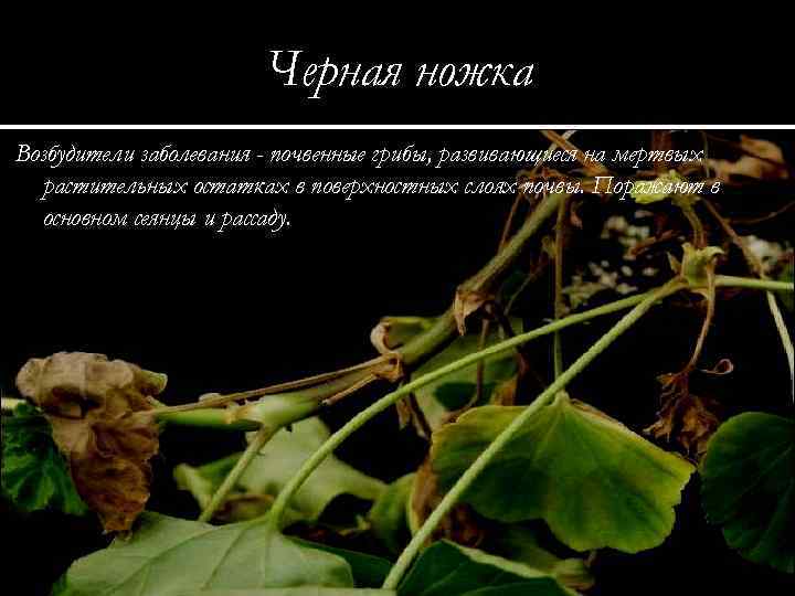 Черная ножка Возбудители заболевания - почвенные грибы, развивающиеся на мертвых растительных остатках в поверхностных